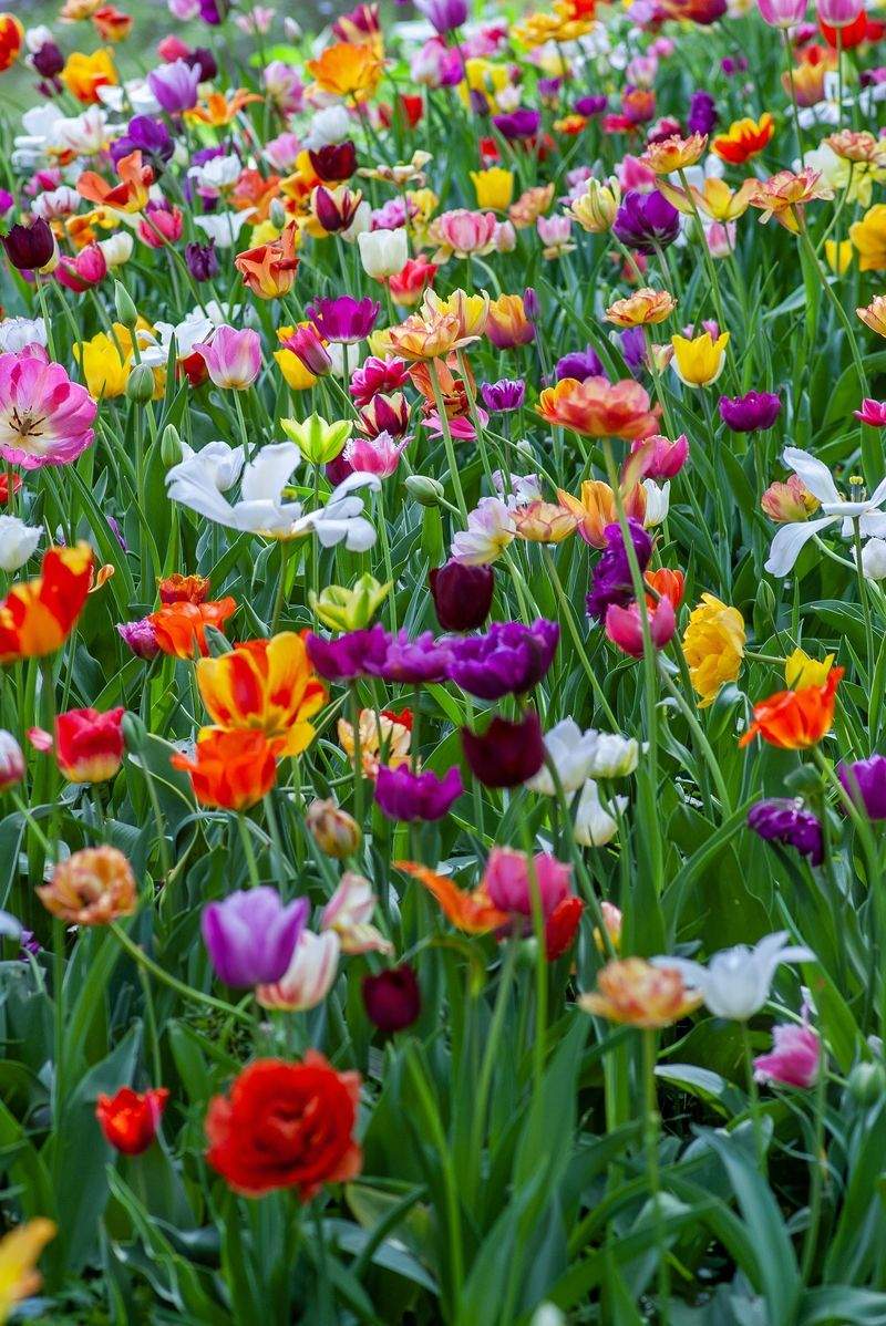 Maple Bloom Garden Co.