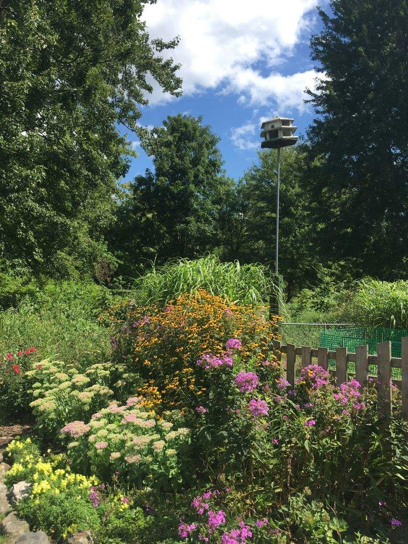 Maple Bloom Garden Co. 1