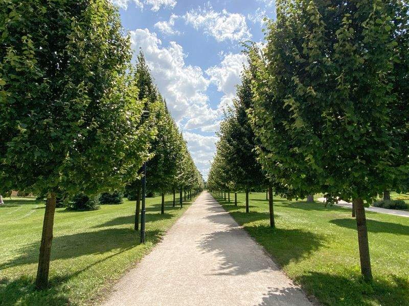 Maple Bloom Garden Co. 8